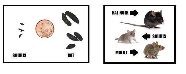 rats-souris-deratiseur