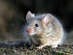 souris-eco-pestcontrol